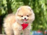Safkan Pomeranian Boo Yavrular