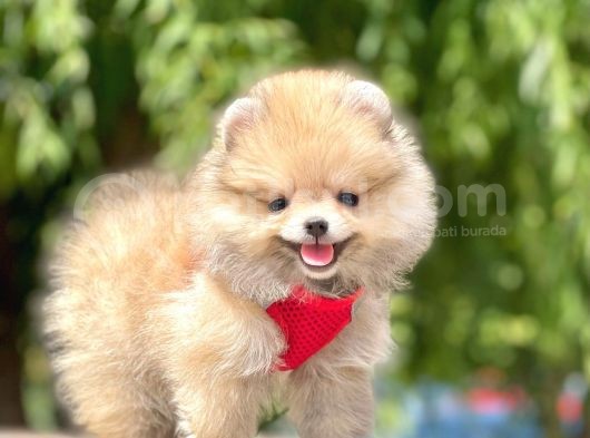 Safkan Pomeranian Boo Yavrular görsel