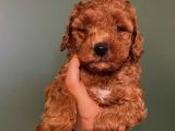 Safkan Di̇şi̇ Erkek Toy Poodle Yavrular