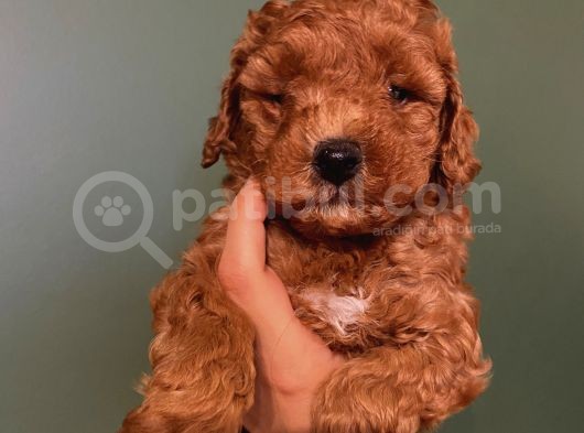 Safkan Di̇şi̇ Erkek Toy Poodle Yavrular görsel
