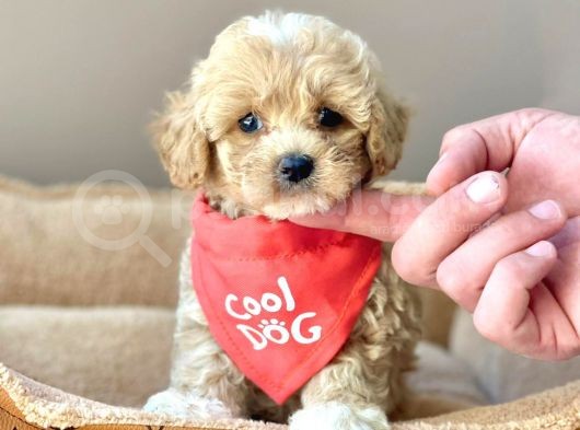Efsane Guzellikte Maltipoo Yavrularimiz görsel
