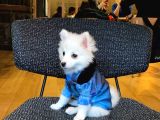 Acil Pomerian Spitz Tilki Surat