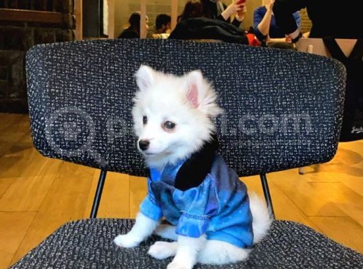 Acil Pomerian Spitz Tilki Surat görsel
