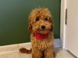 5 Aylık Toypoodle Di̇şi̇ Yavrumuz