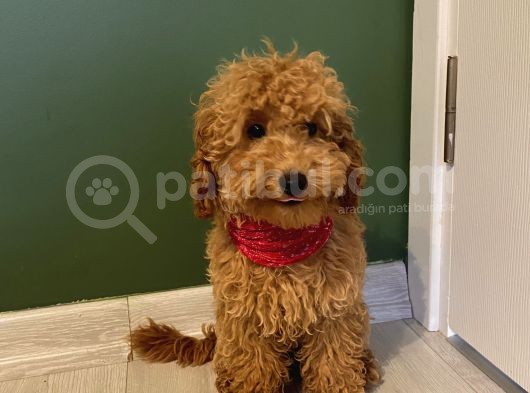 5 Aylık Toypoodle Di̇şi̇ Yavrumuz görsel