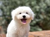 0 Numara Maltese Bebekler
