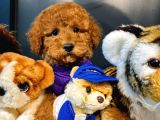 Toy Poodle Yavrularımız