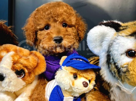 Toy Poodle Yavrularımız görsel
