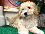Sağlik Ve Irk Garanti̇li̇ Show Kali̇te Toy Poodle Yavrularim