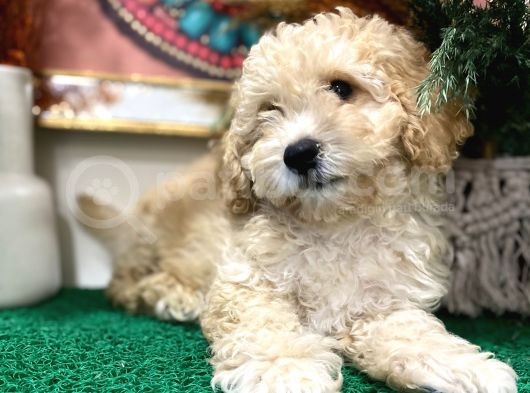 Sağlik Ve Irk Garanti̇li̇ Show Kali̇te Toy Poodle Yavrularim görsel