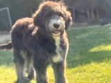 Bernedoodle Yavrular