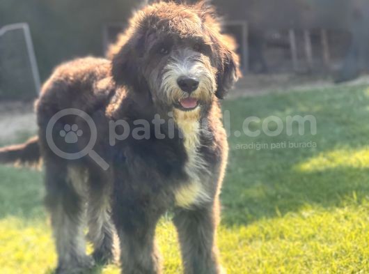 Bernedoodle Yavrular görsel