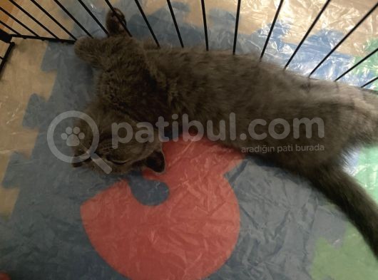 Güzel Yavrularımız görsel
