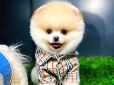 Ayı Surat Pomeranian Boo Yavrularımız