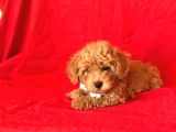 Orji̇nal Toy Poodle Yavrular