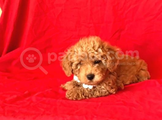 Orji̇nal Toy Poodle Yavrular görsel