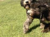 Bernedoodle Yavrular