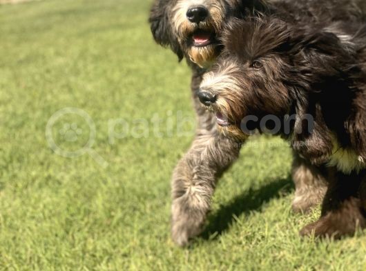 Bernedoodle Yavrular görsel