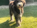 Bernedoodle Yavrular