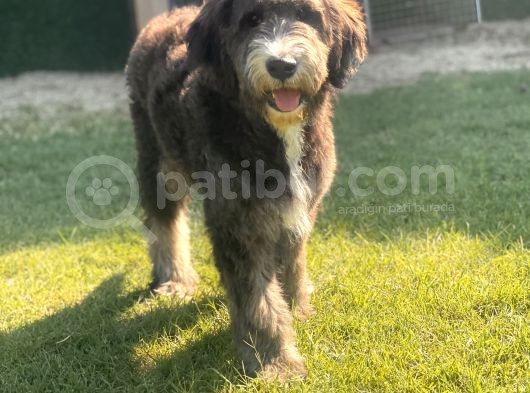 Bernedoodle Yavrular görsel
