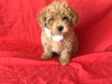 Orji̇nal Toy Poodle Yavrular