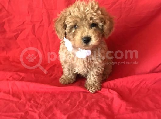 Orji̇nal Toy Poodle Yavrular görsel