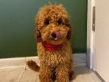 5 Aylık Toypoodle Di̇şi̇ Yavrumuz