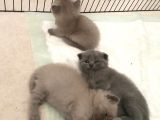 Kalite Scottish Fold Erkek Ve Dişi Gören Hayran