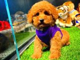 Toy Poodle Yavrularımız