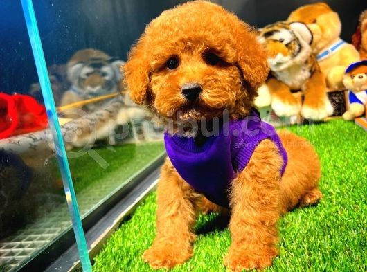 Toy Poodle Yavrularımız görsel