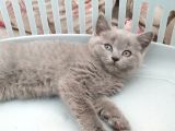 British Shorthair 2 Aylık Erkek Yavrumuz