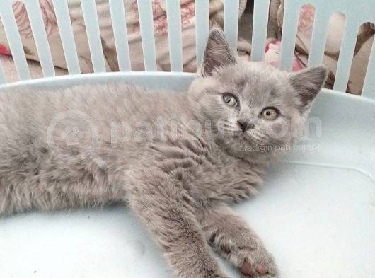 British Shorthair 2 Aylık Erkek Yavrumuz görsel