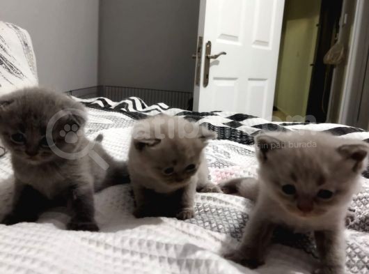 Kalite Scottish Fold Erkek Ve Dişi Gören Hayran görsel