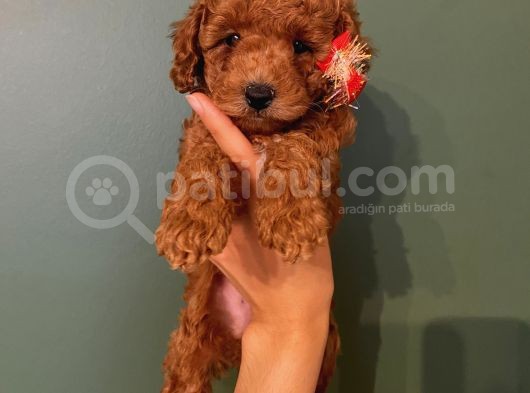Safkan Di̇şi̇ Erkek Toy Poodle Yavrular görsel