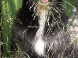 Bernedoodle Yavrular