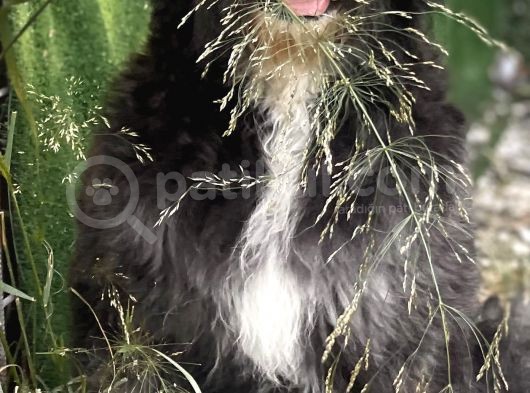 Bernedoodle Yavrular görsel