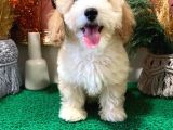 Sağlik Ve Irk Garanti̇li̇ Show Kali̇te Toy Poodle Yavrularim
