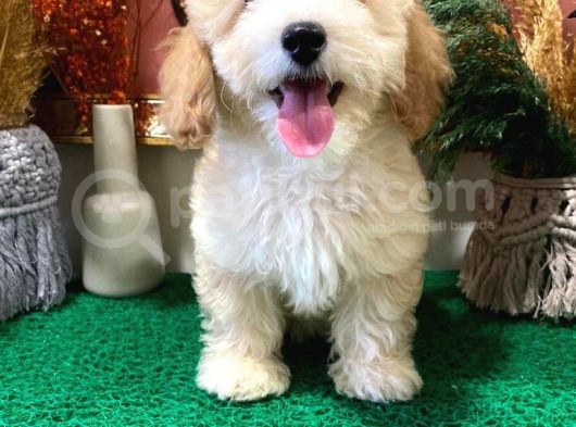 Sağlik Ve Irk Garanti̇li̇ Show Kali̇te Toy Poodle Yavrularim görsel