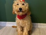 10 Aylık Dişi Minyatür Poodle