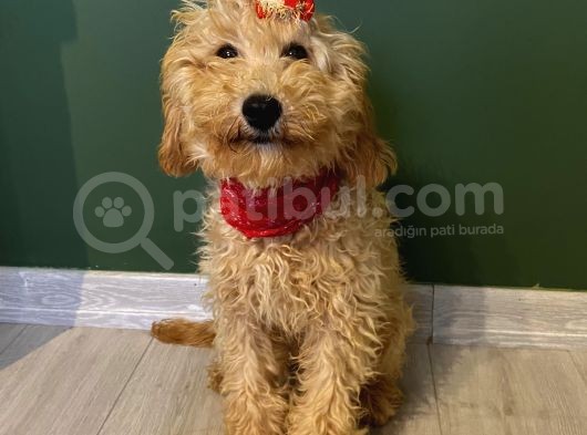 10 Aylık Dişi Minyatür Poodle görsel