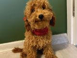 5 Aylık Toypoodle Di̇şi̇ Yavrumuz