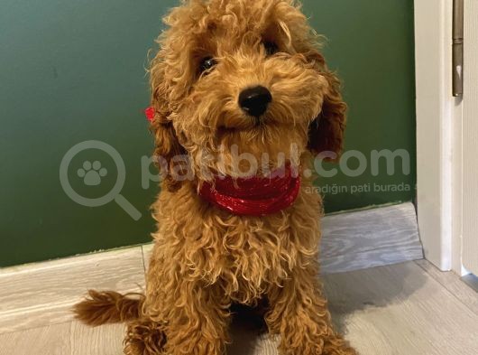 5 Aylık Toypoodle Di̇şi̇ Yavrumuz görsel