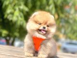 Teddy Face Pomeranian Boo Bebekler