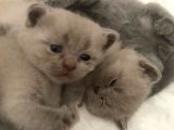 Kalite Scottish Fold Erkek Ve Dişi Gören Hayran
