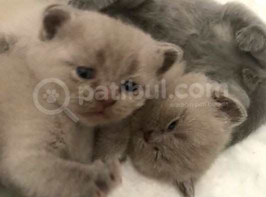 Kalite Scottish Fold Erkek Ve Dişi Gören Hayran görsel