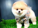 Ayı Surat Pomeranian Boo Yavrularımız