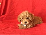 Orji̇nal Toy Poodle Yavrular