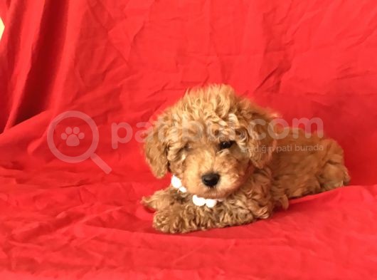 Orji̇nal Toy Poodle Yavrular görsel
