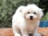 0 Numara Maltese Bebekler