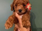 Safkan Di̇şi̇ Erkek Toy Poodle Yavrular